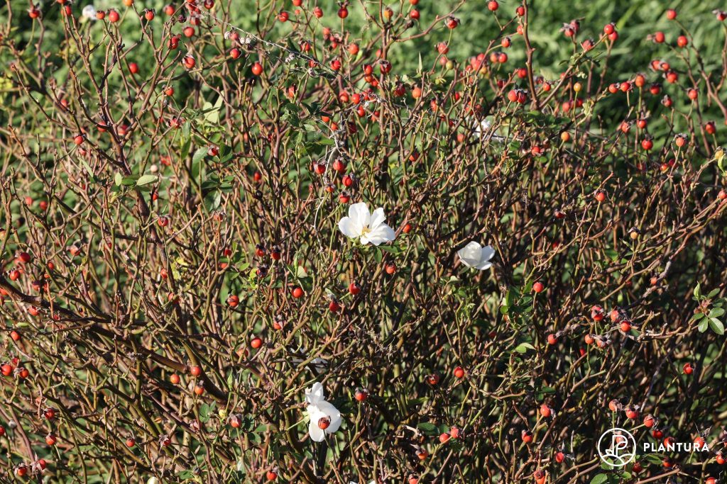 Hagebutten an Wildrose
