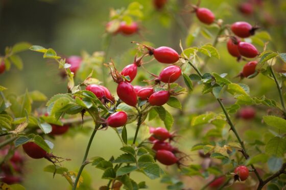 Hagebutte: 7 Fragen & Antworten zur Frucht der Wildrose