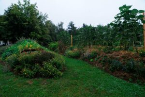 Zimt Im Garten Ein Sinnvoller Pflanzenschutz Plantura
