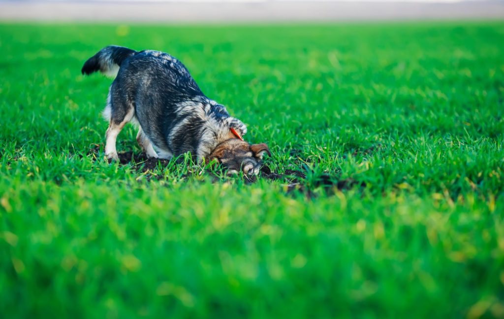 Hund Loch im Rasen grabend