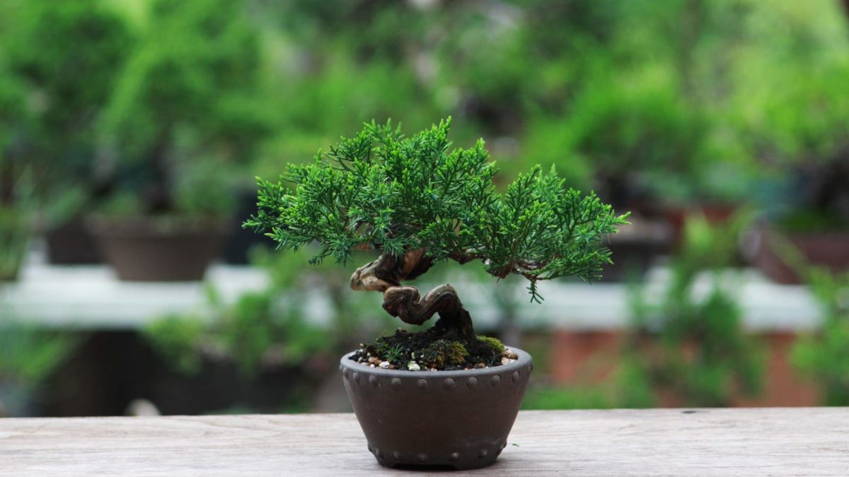 Bonsai-Arten: Liste der 22 beliebtesten Arten - Plantura