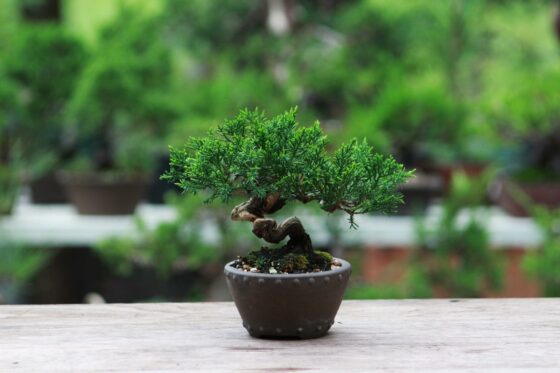 Bonsai-Arten: Liste der 22 beliebtesten Arten
