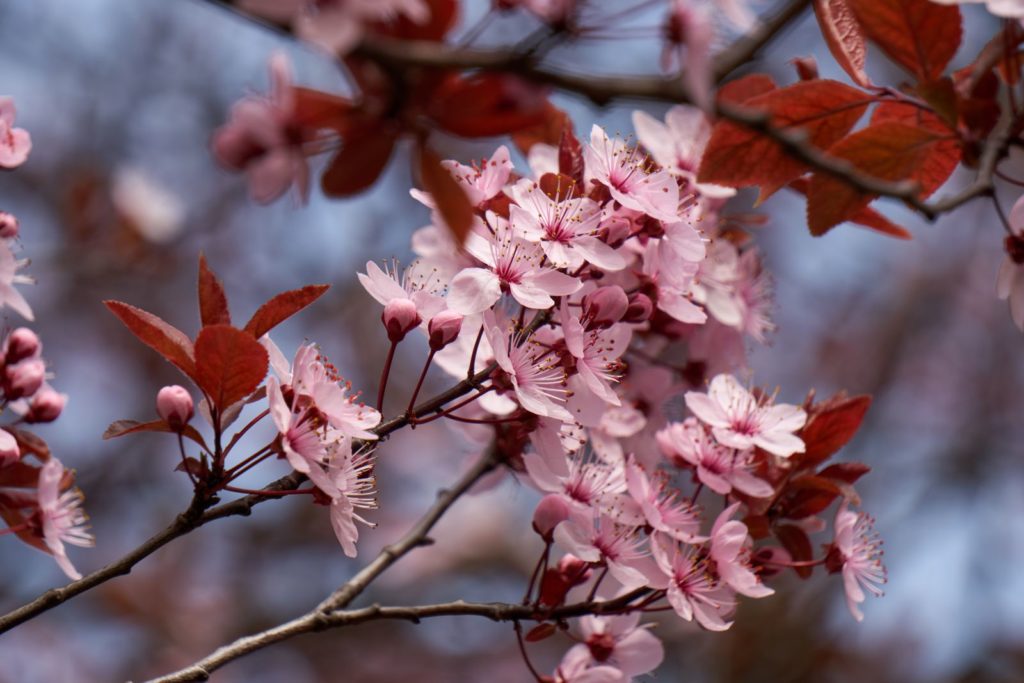 Rosa Kirschpflaumen-Blüten und rotes Laub