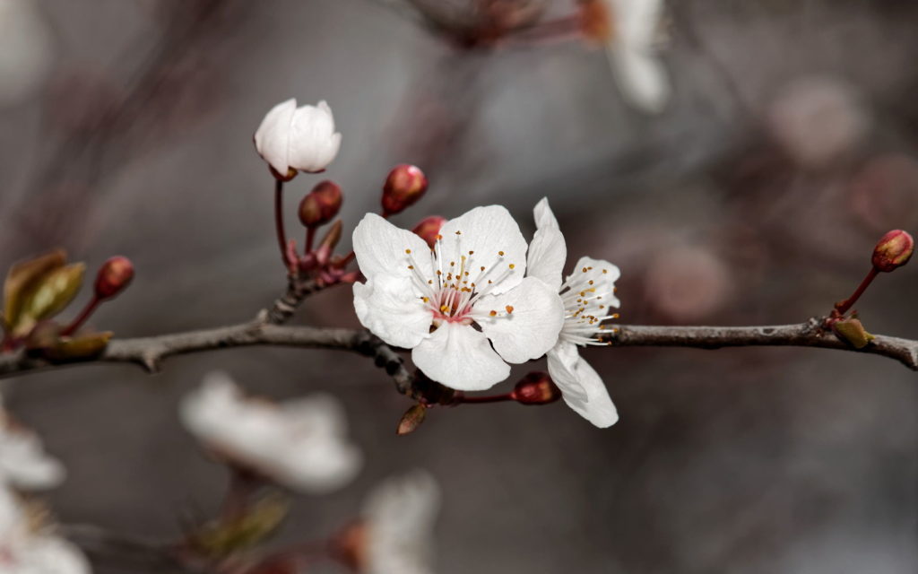 Weiße Kirschpflaum-Blüten