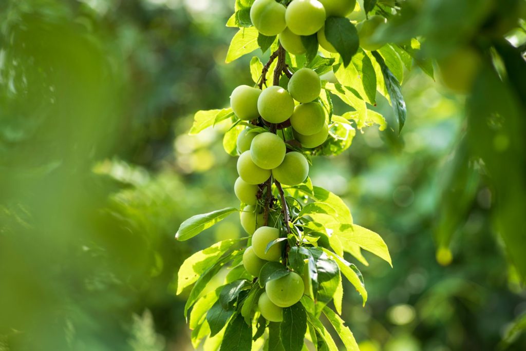 Unreife Kirschpflaumen hängen an Baum