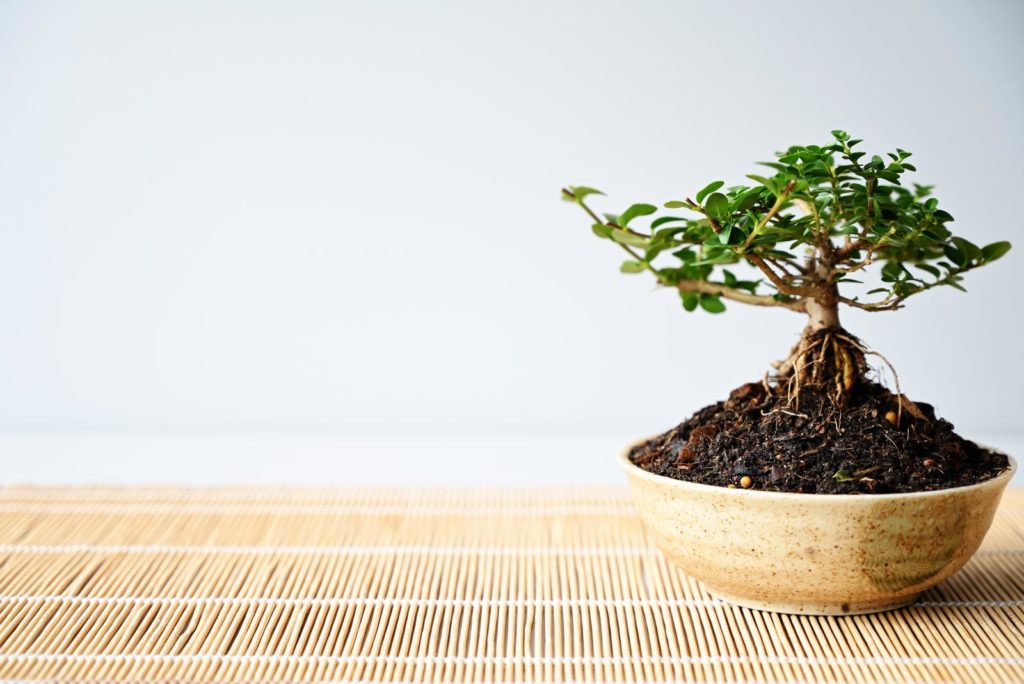 Kleiner Bonsai