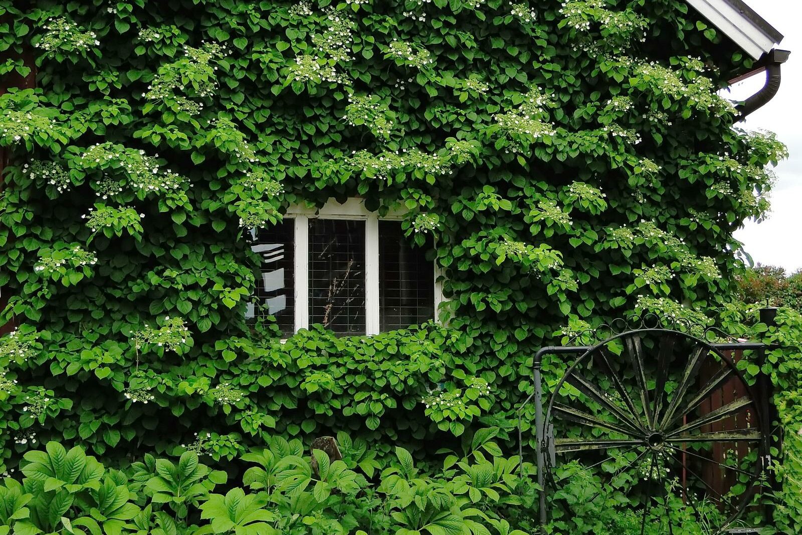 Semiola kletterhortensie Kletterhortensie (Hydrangea