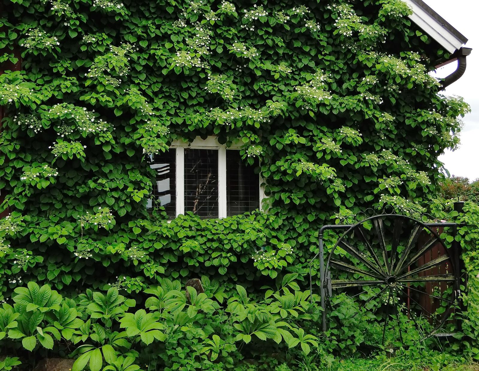 Kletterhortensie Pflanzen, vermehren & Co. Plantura