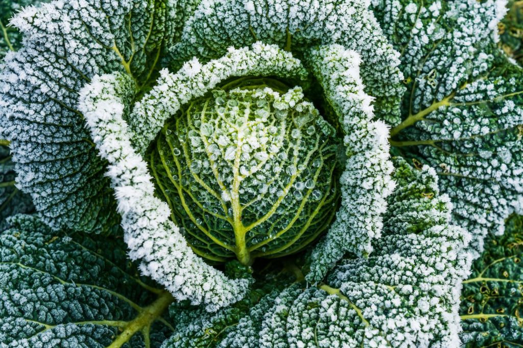 Kohlkopf mit Frost überzogen