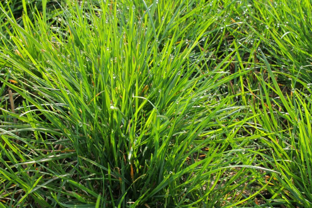 Graspflanze der Art Lolium Perenne