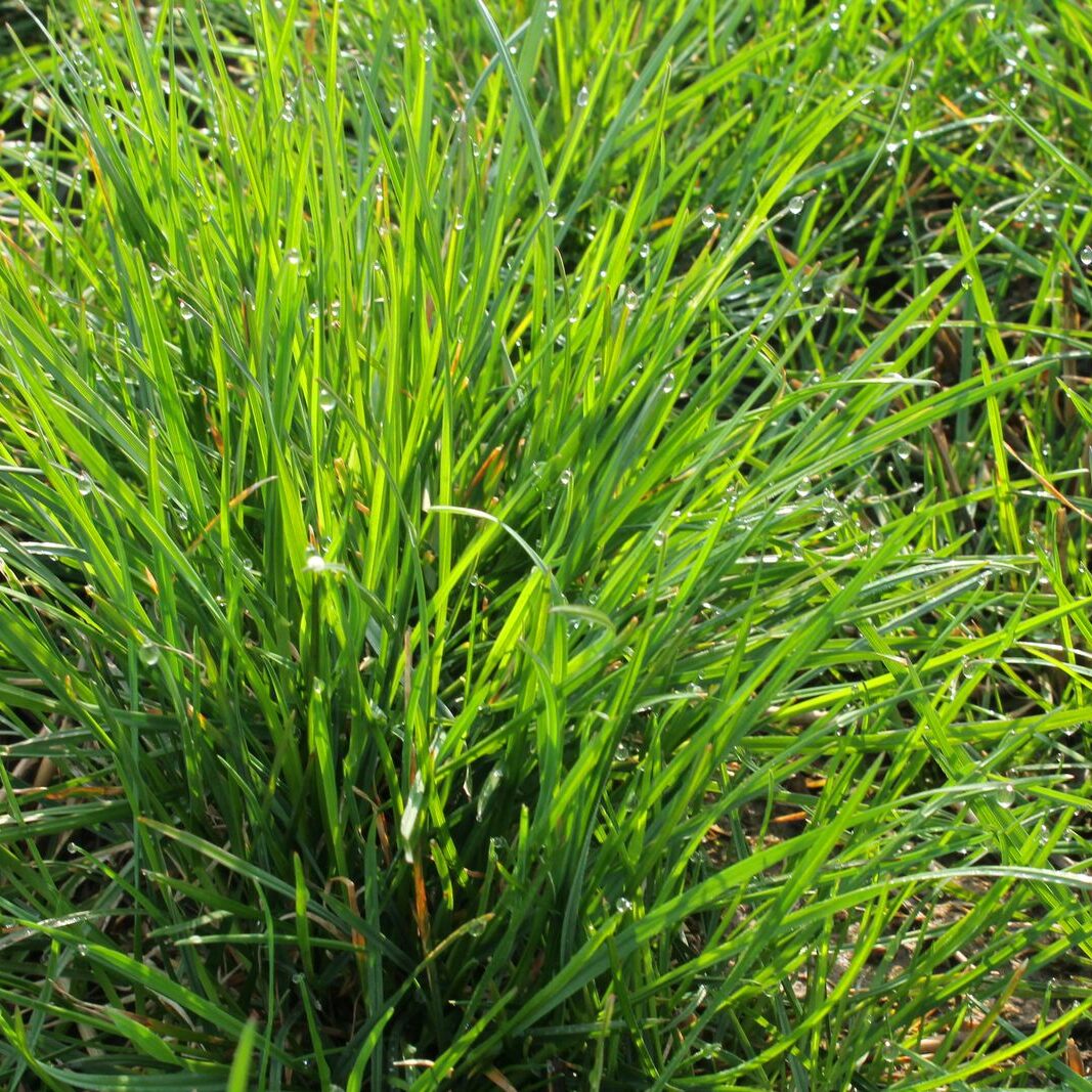 Lolium perenne: Vorteile & die 8 besten Sorten - Plantura