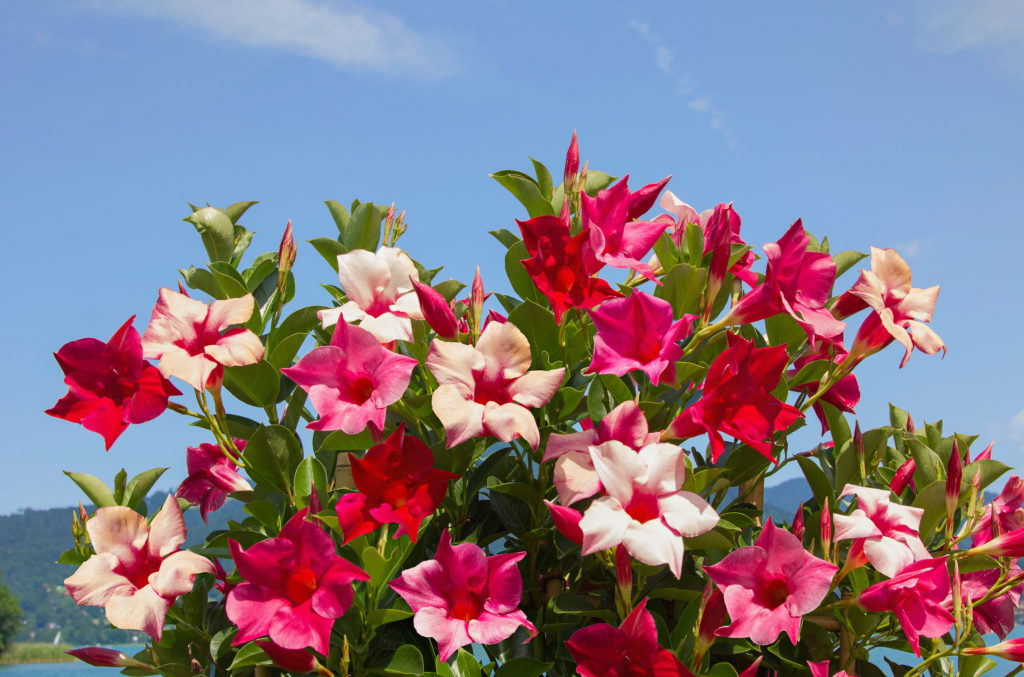 Mandevilla mit pinken Blüten in der Sonne