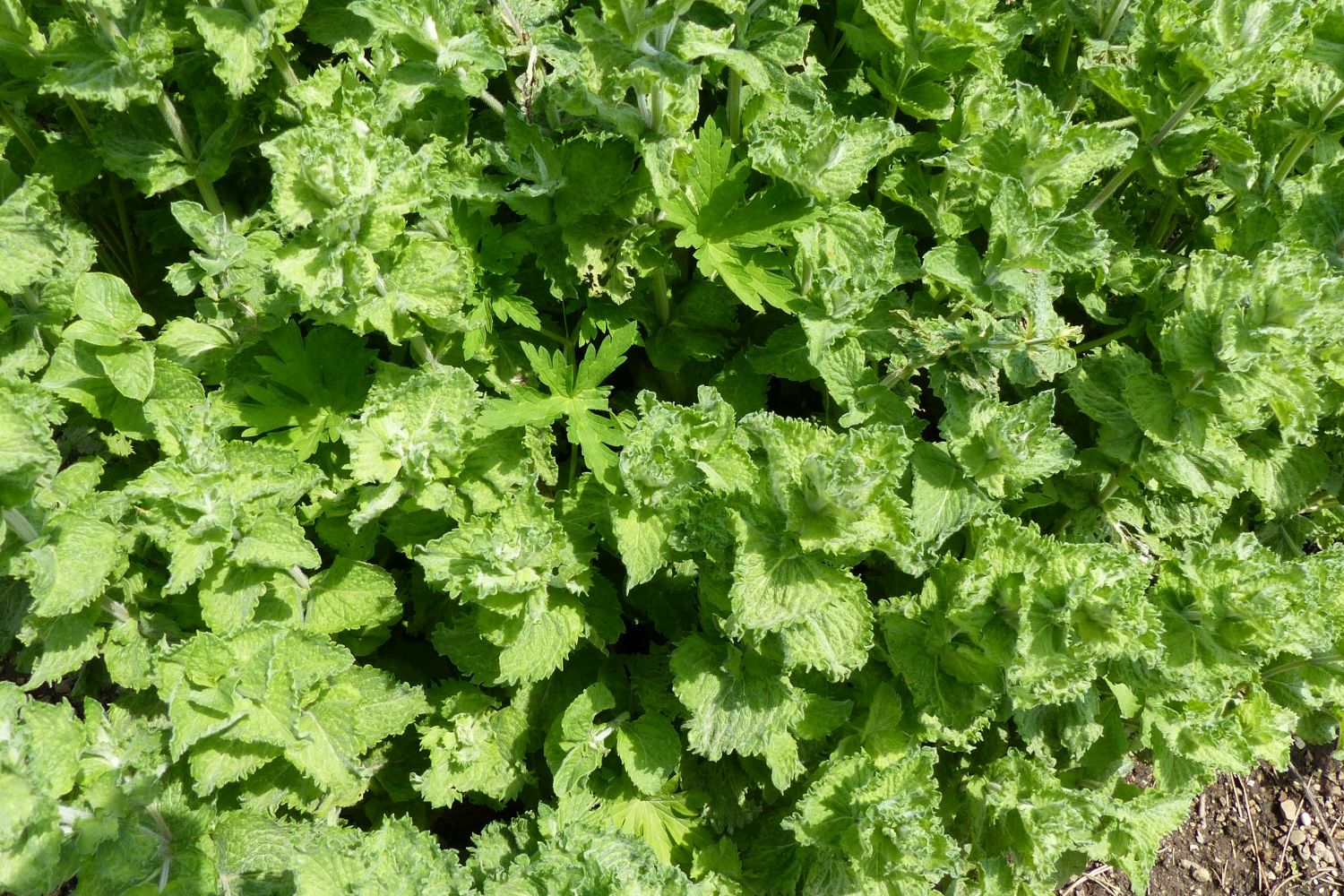Minzarten Die wichtigsten Arten & ihre Merkmale Plantura