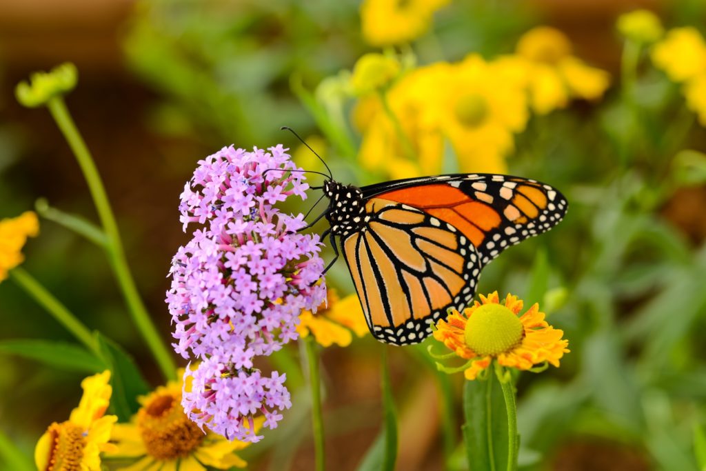 Monarchfalter auf rosa Blüte