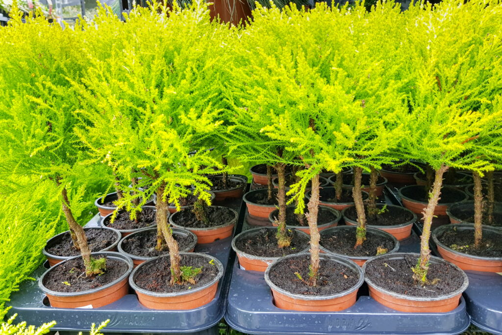 Monterey-Zypressen im Töpfchen im Gartenmarkt