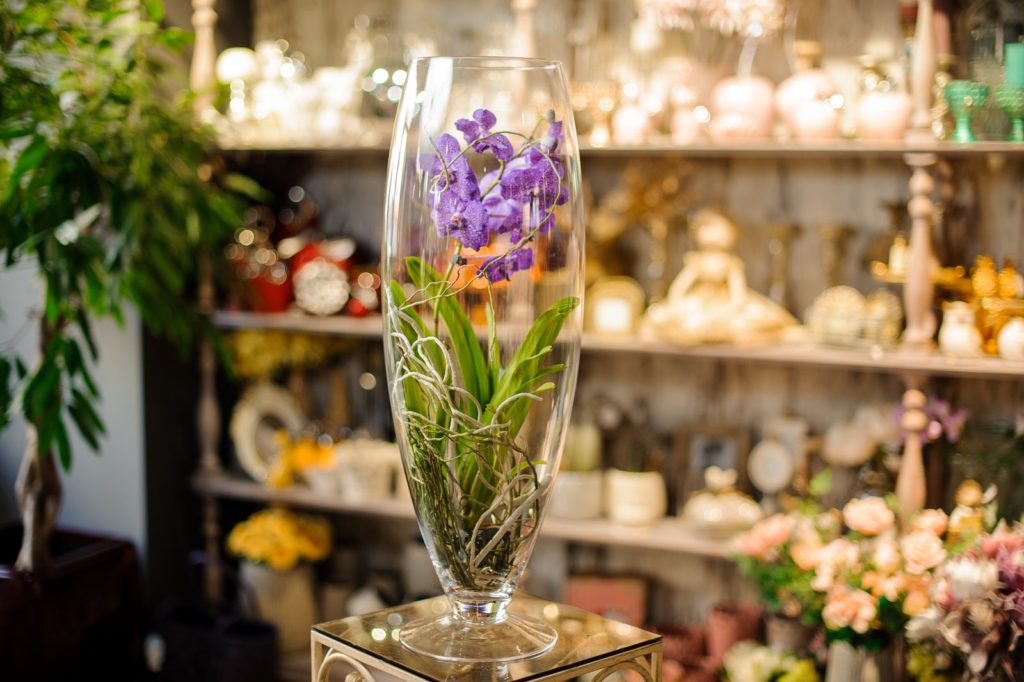 Orchidee ohne Substrat