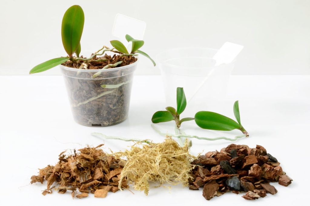 Orchideenerde selber mischen
