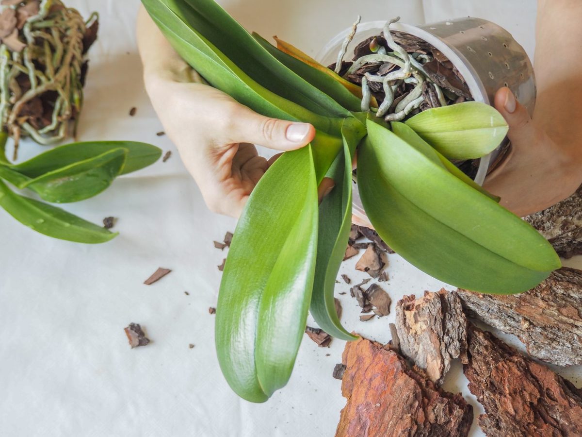 black orchid flower plant Ludisia discolor 4in Jewel Orchid
