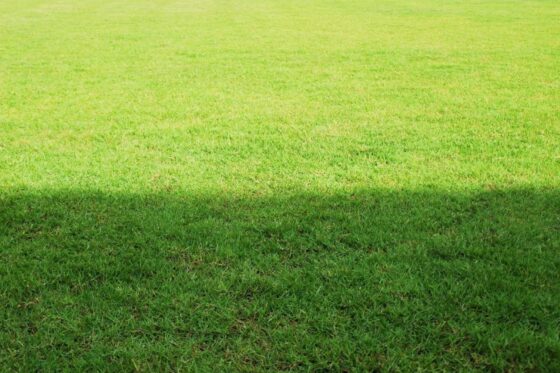 Welche Pflanzen sind keine Schattenpflanzen?