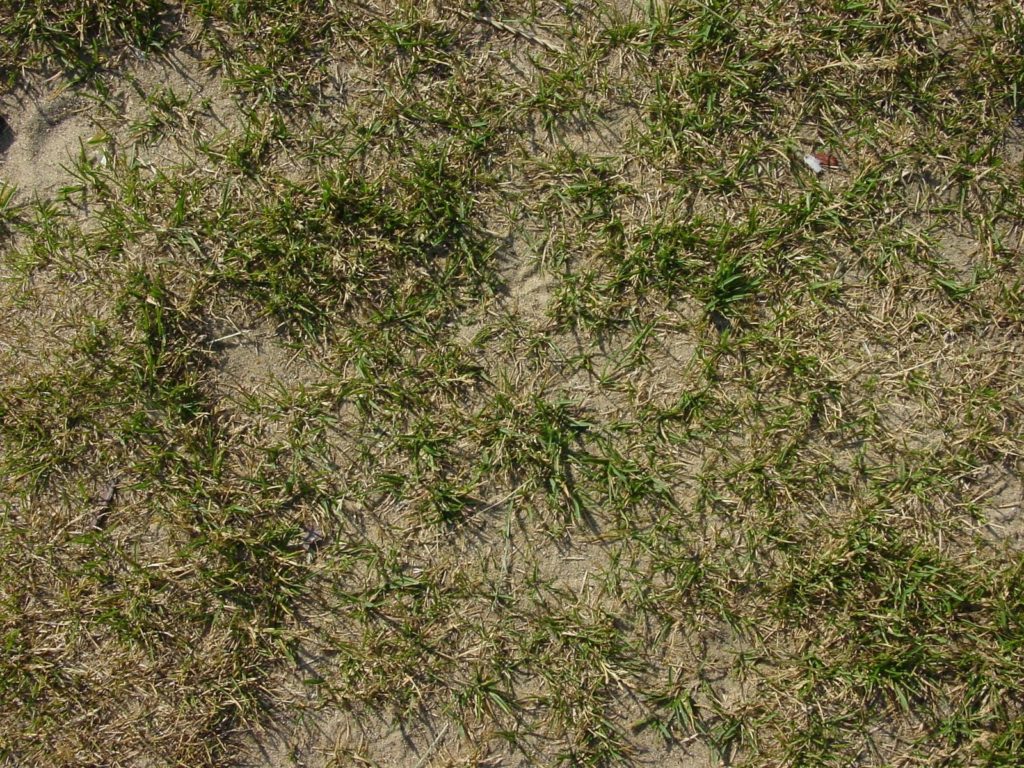 Rasen mit kahlen Stellen