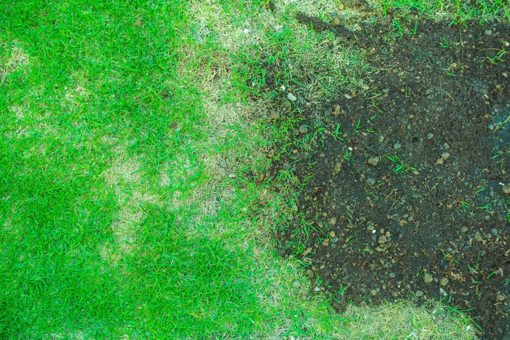 Rasen mit großer kahler Stelle