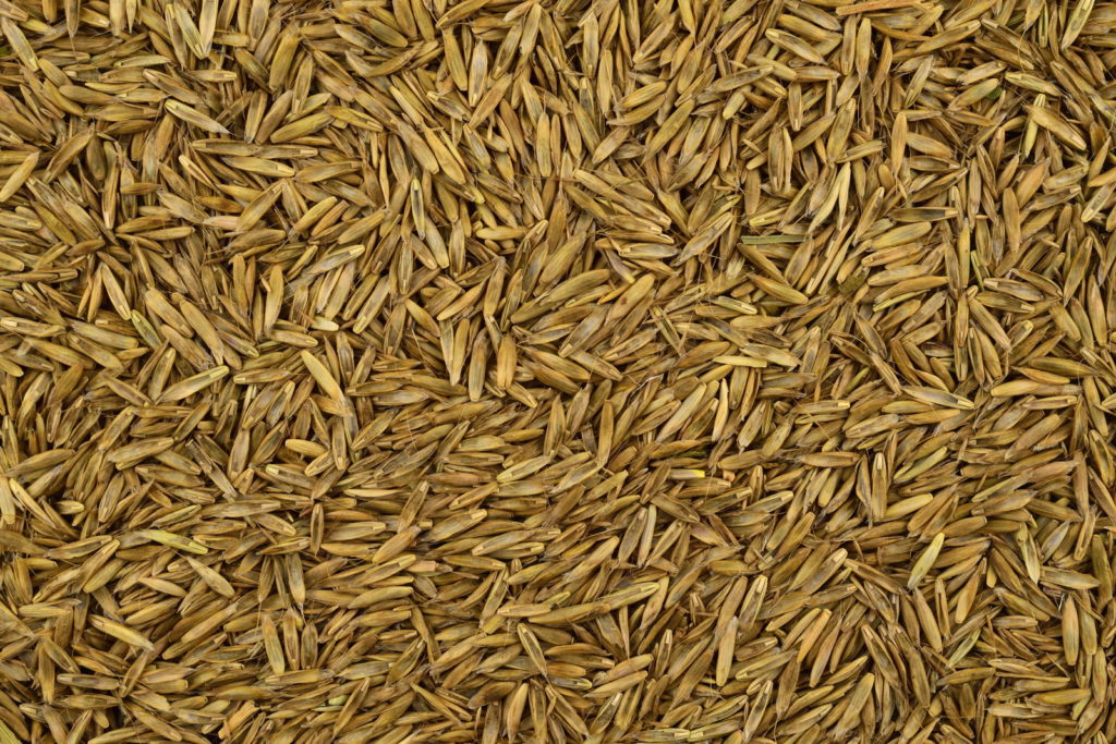 Rasensamen in Großaufnahme