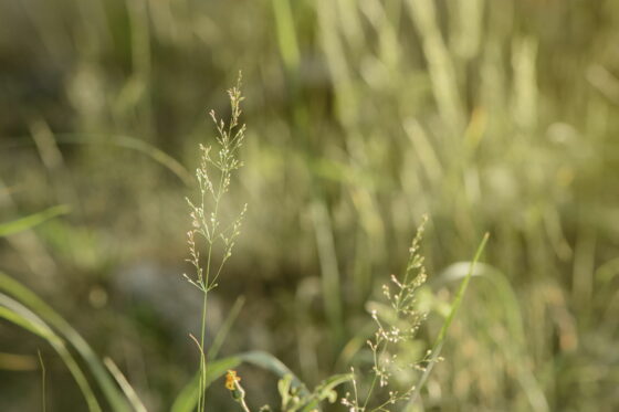 Poa nemoralis: Eigenschaften & Verwendung von Hain-Rispengras