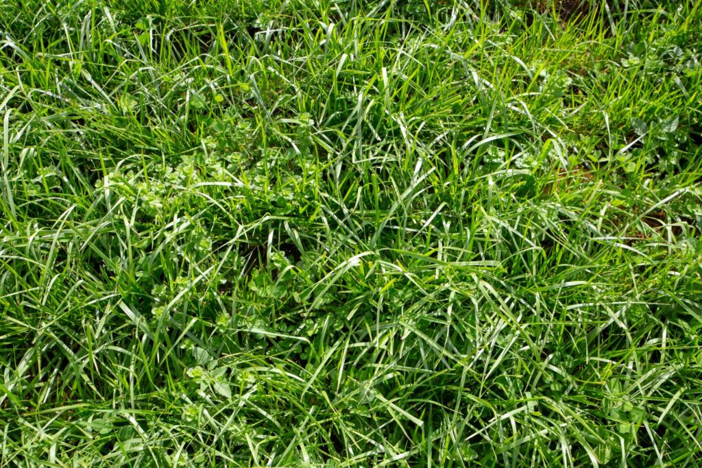 Rohrschwingel-Gras auf Wiese