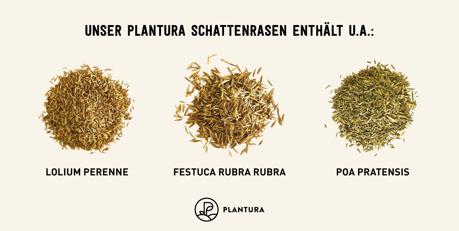 Schattenrasen Anlegen Pflegen Kaufen Plantura schattenrasen-anlegen-pflegen-kaufen-plantura