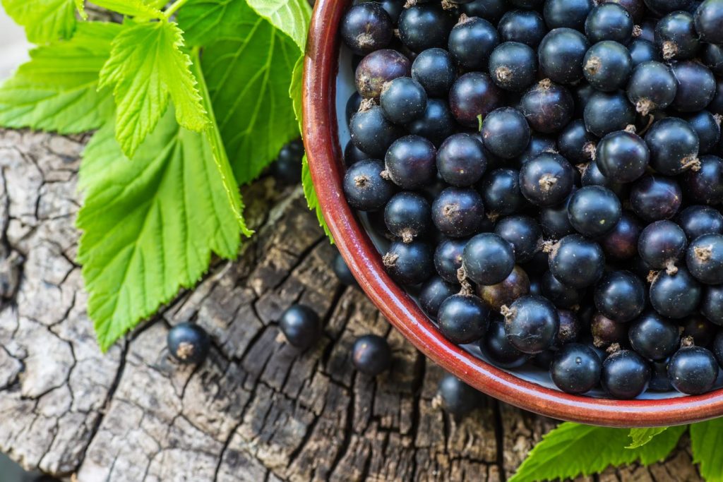 Schwarze Johannisbeeren