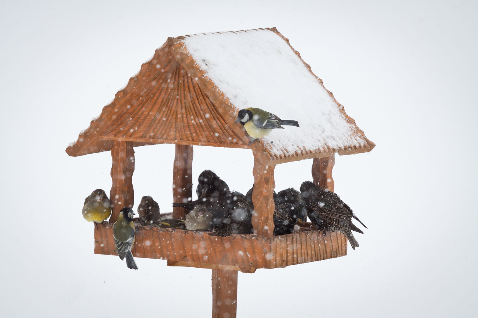 Vogelfutter selber machen Plantura