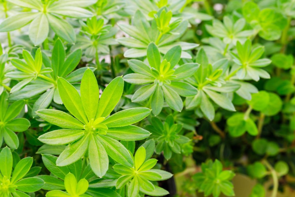 Waldmeister mit hellen grünen Blättern