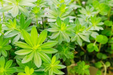 Waldmeister: Steckbrief & Pflege