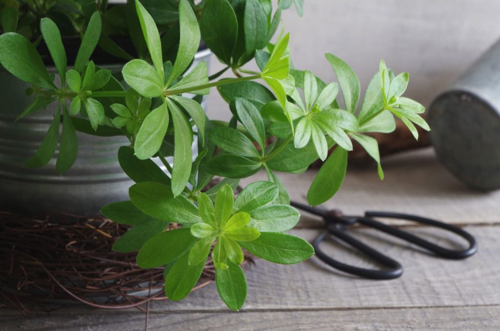 Waldmeister in einem Topf
