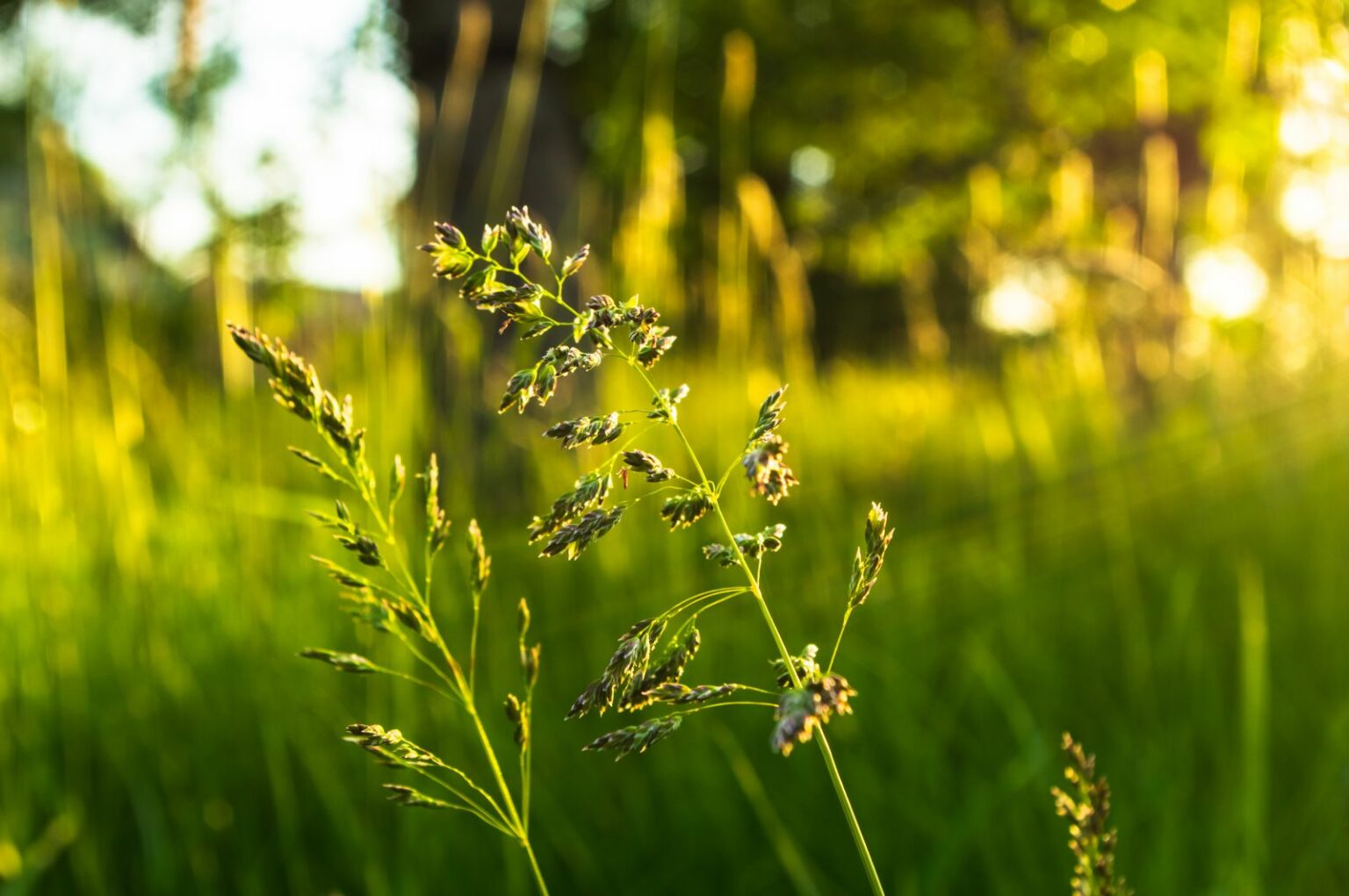 Poa Pratensis Eigenschaften & Verwendung Plantura