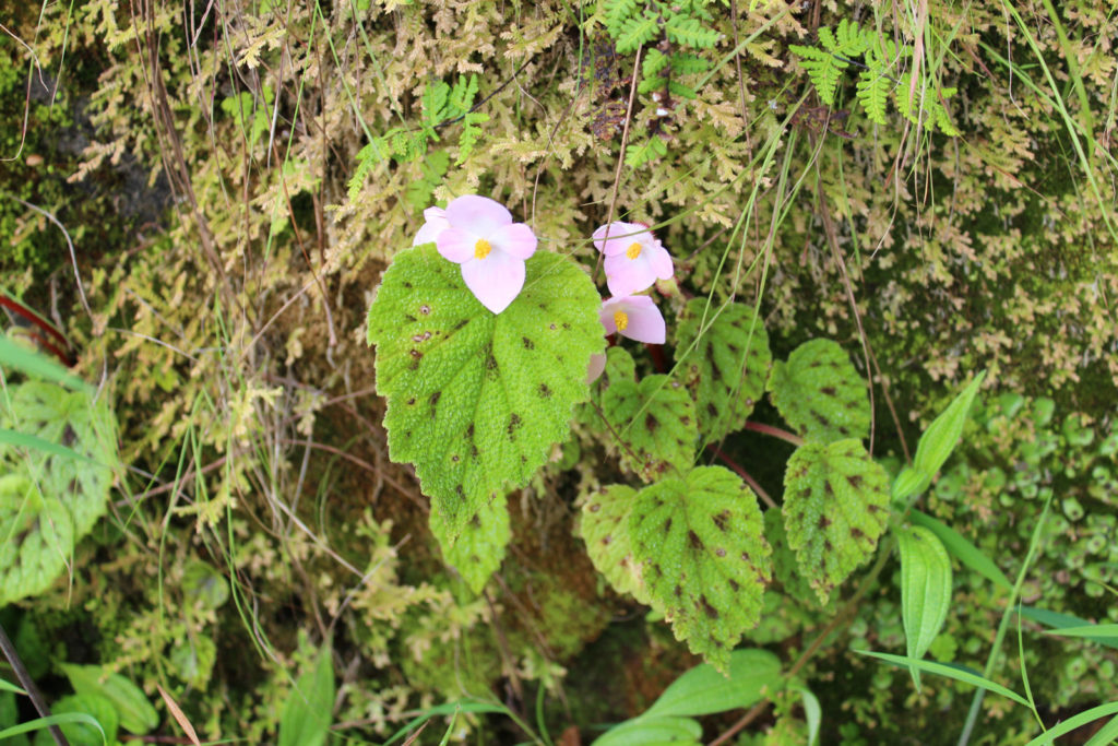 Winterharte Begonie mit hellrosa Blüten