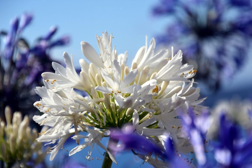 Agapanthus mit weißen Blüten