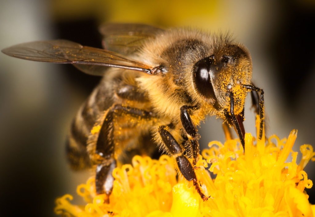 Biene mit Pollen am Haarkleid