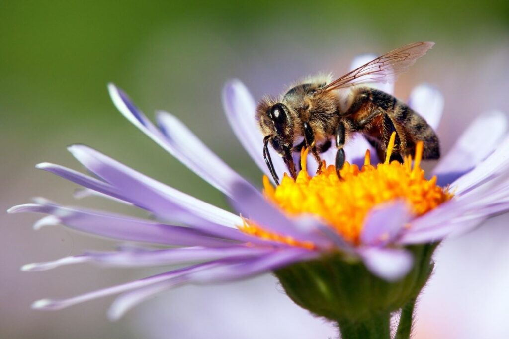 Biene auf Blüte