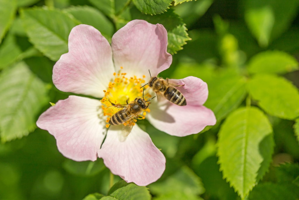 Zwei Bienen auf einer Wildrose