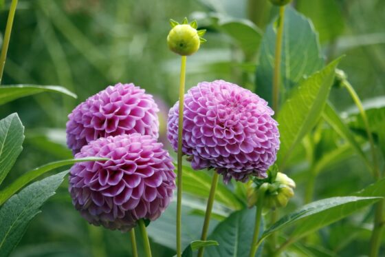 Dahlien düngen: Die richtige Düngung für die perfekte Blüte