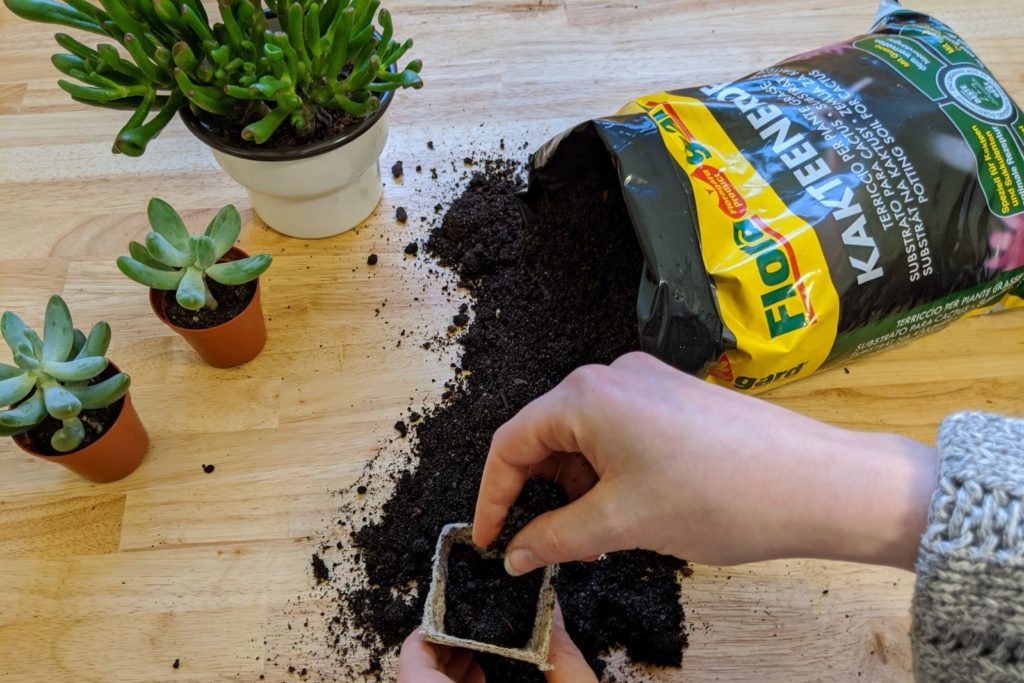 Sukkulenten einpflanzen mit Floragard Kakteenerde