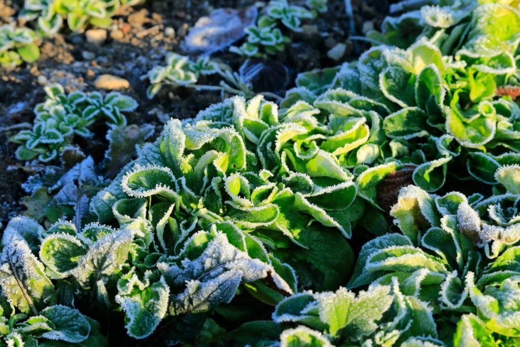 Feldsalat-Pflanzen mit Frost