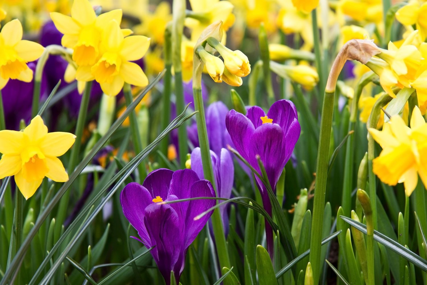 Gartenarbeit im März Alle Aufgaben auf einen Blick