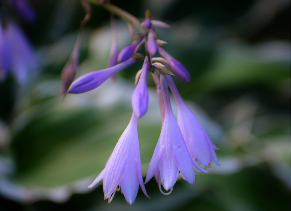 Funkien-Blüte in Lila
