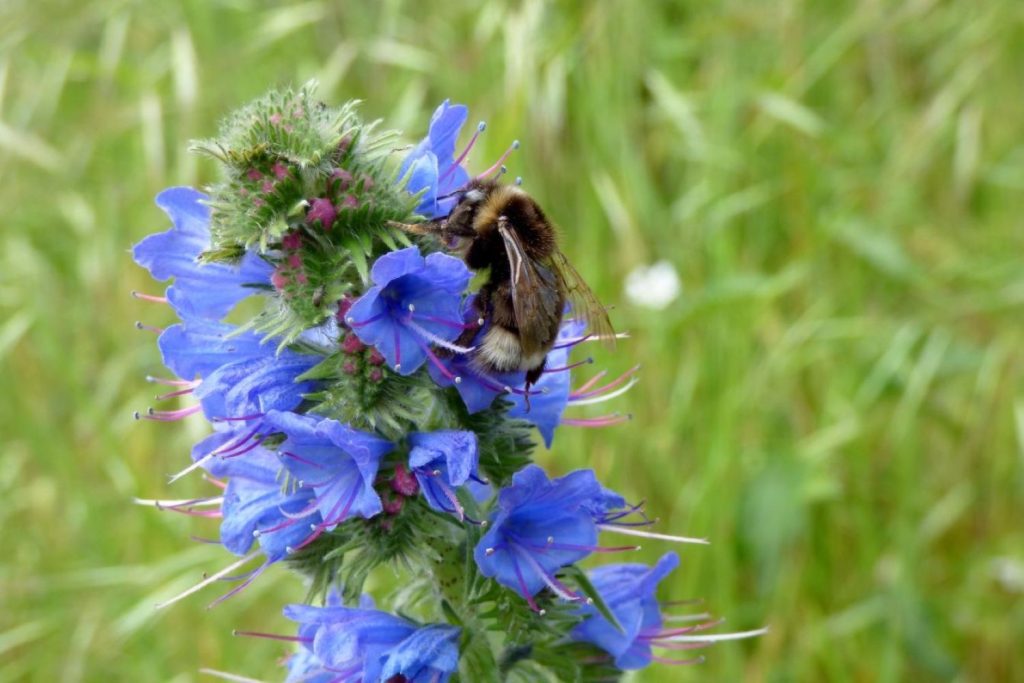 Biene an Blüten des Gewöhnlichen Natternkopfes