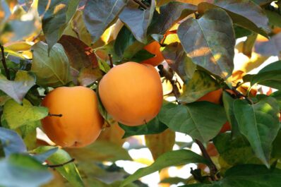 Kakibaum: Kakis aus dem eigenen Garten