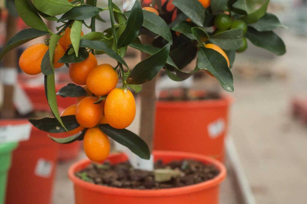 Kumquat-bäumchen in einem Blumentopf
