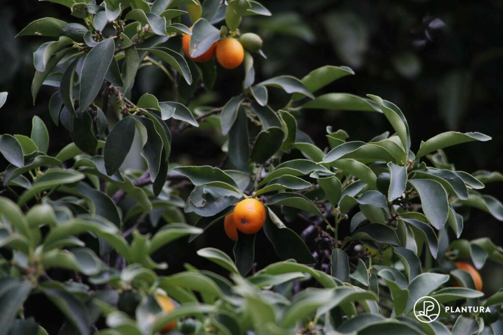 Kumquat-Früchte am Baum
