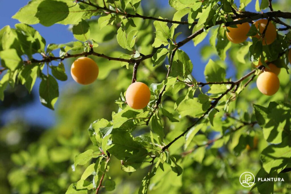 Mirabellenbaum mit Früchten